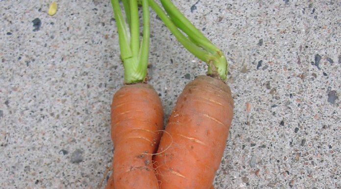 Carrot Juice: Benefits In Your Daily Lives Carrot Juice