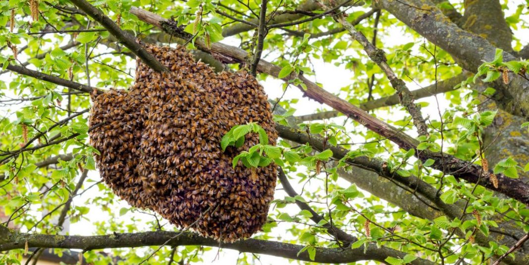 how to get rid of bee tree