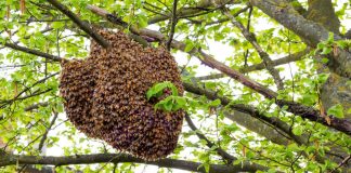 How do I get Rid of Bee from my Tree? Rid of Bee