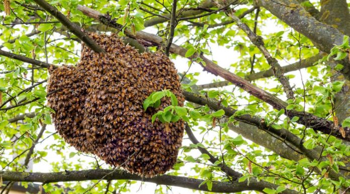 How do I get Rid of Bee from my Tree? Rid of Bee