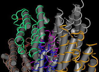An Introduction to Interferon-Gamma (IFN ɣ) Interferon