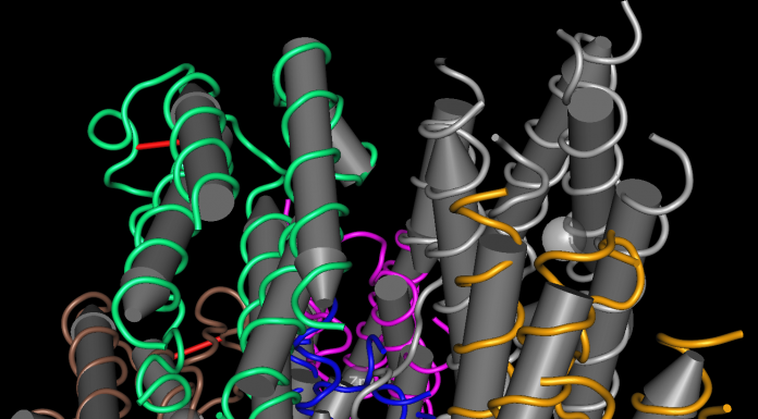 An Introduction to Interferon-Gamma (IFN ɣ) Interferon