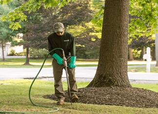 What Are Some Typical Tree Diseases and their Solutions? Tree Diseases