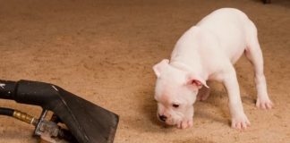 The 3 Best Rug Cleaning Solutions For Pet Stains Rug Cleaning