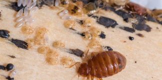 5 Pests You Cannot Ignore By Any Means Close-up of household insect pests on a mattress seam