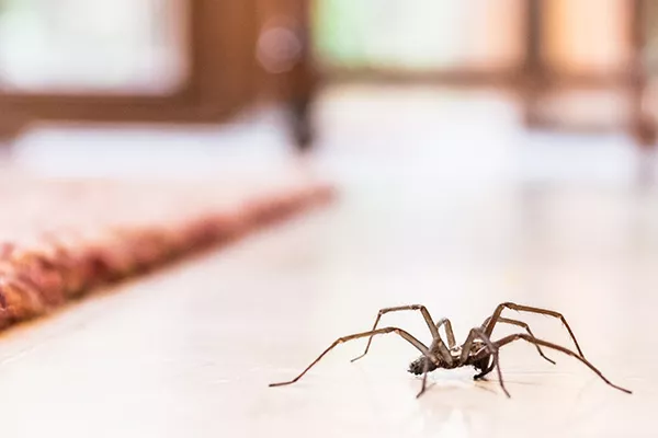 Various Ways To Get Rid Of Spiders In Your Home