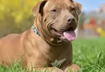 What’s the Difference Between a Red Nose and Blue Nose Pit Bull What’s the Difference Between a Red Nose and Blue Nose Pit Bull