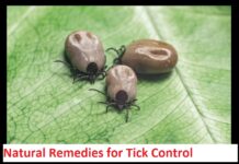 Natural Remedies for Tick Control: 5 Eco-Friendly Solutions for Your Home in Hinsdale Natural Remedies