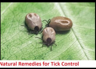 Natural Remedies for Tick Control: 5 Eco-Friendly Solutions for Your Home in Hinsdale Natural Remedies