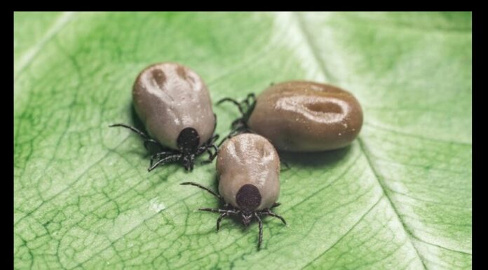 Natural Remedies for Tick Control: 5 Eco-Friendly Solutions for Your Home in Hinsdale Natural Remedies