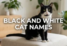 Black and White Cat Names: Complete Guide to Choosing Unique Names Based on Your Kitty’s Markings, Mood, Personality, and Style Black and White Cat Names